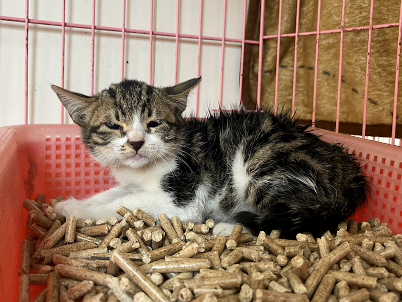 彰化縣流浪狗中途之家,編號:436974, 混種貓                 