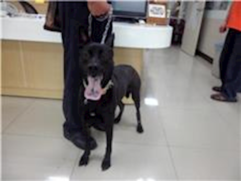 臺北市動物之家,編號:31537, 混種犬          