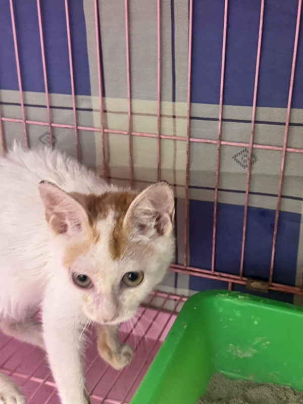 臺東縣動物收容中心,編號:435896, 混種貓                 