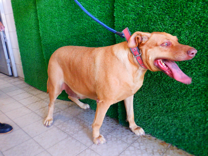 南投縣公立動物收容所,編號:436950, 高山犬