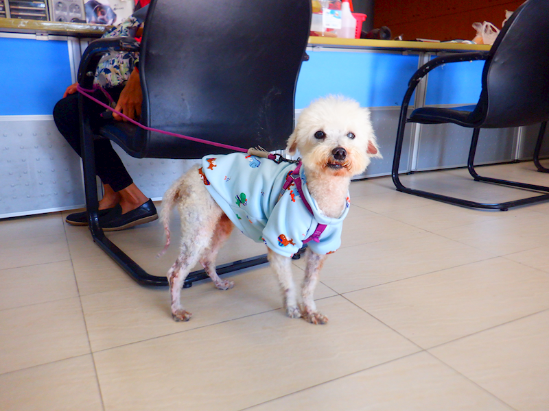 南投縣公立動物收容所,編號:436939, 比熊犬