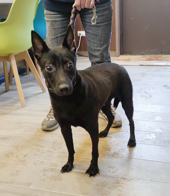 新北市中和區公立動物之家,編號:437100, 混種犬          