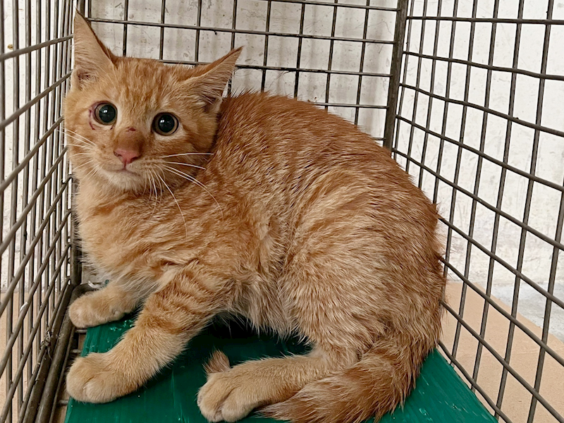 臺北市動物之家,編號:437114, 混種貓                 