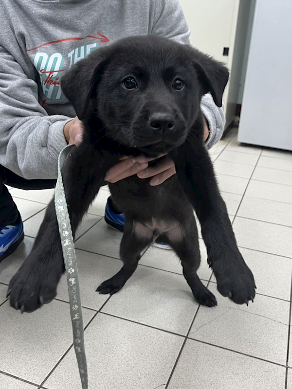 彰化縣流浪狗中途之家,編號:437118, 混種犬          