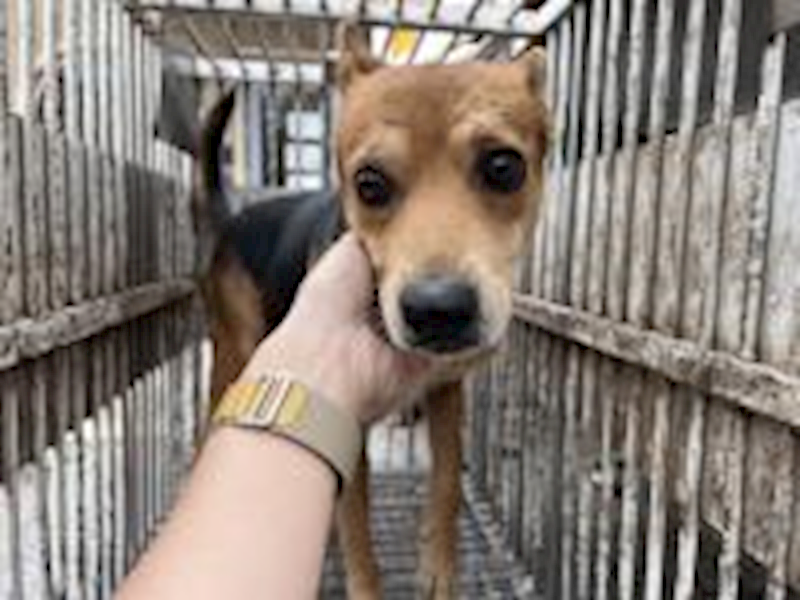 桃園市動物保護教育園區,編號:436465, 混種犬          