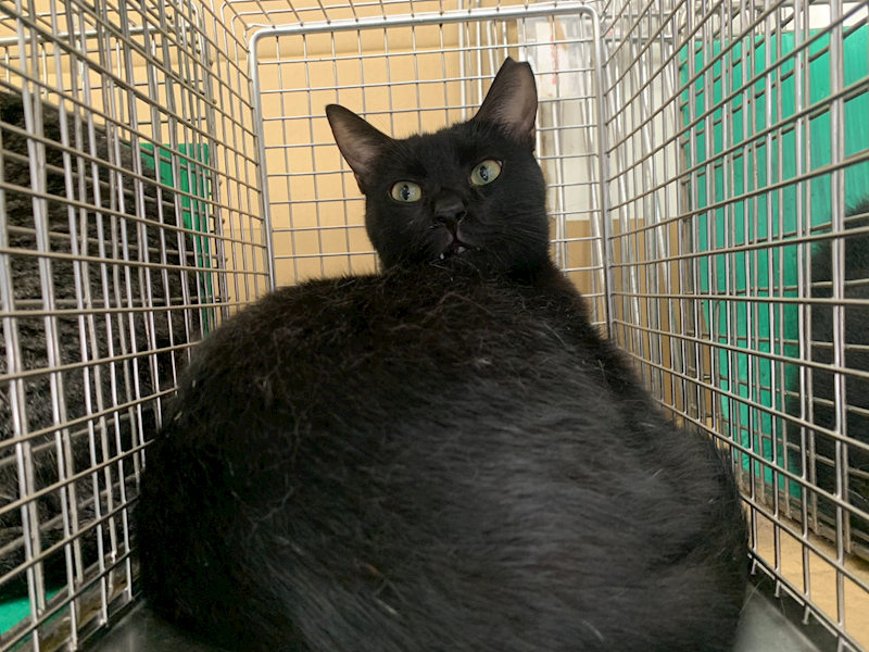 臺北市動物之家,編號:418974, 混種貓                 