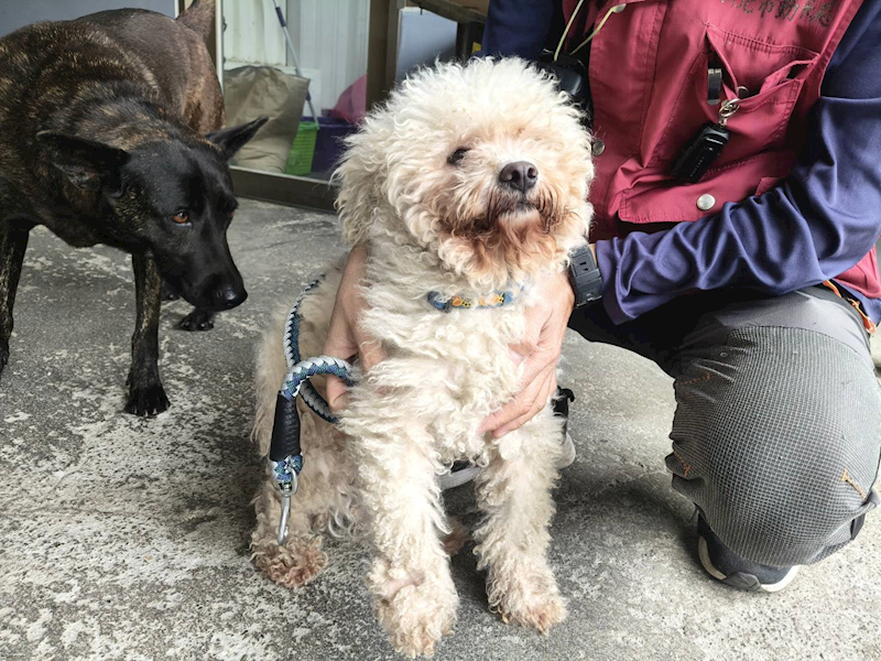 新北市板橋區公立動物之家,編號:432610, 混種犬          