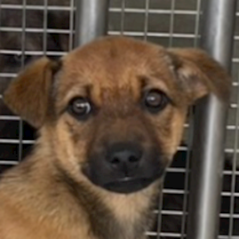 澎湖縣流浪動物收容中心,編號:407228, 混種犬          