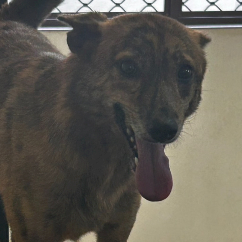 澎湖縣流浪動物收容中心,編號:248200, 混種犬          