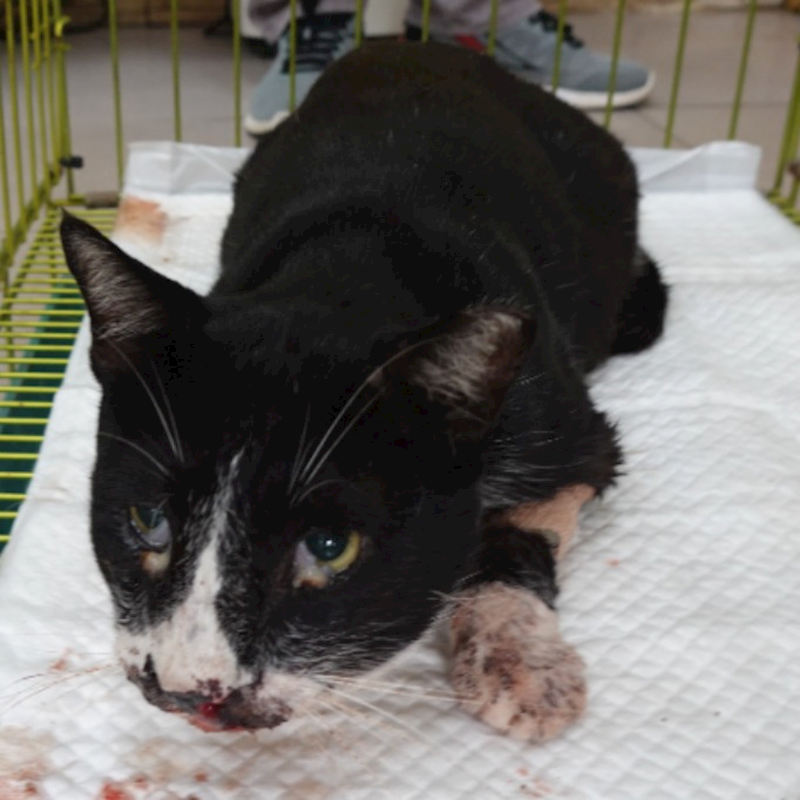 臺南市動物之家灣裡站,編號:424283, 混種貓                 