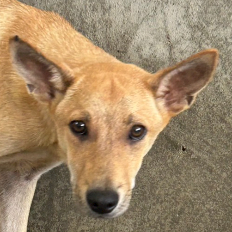 澎湖縣流浪動物收容中心,編號:407690, 混種犬          