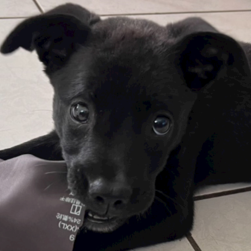 澎湖縣流浪動物收容中心,編號:430953, 混種犬          