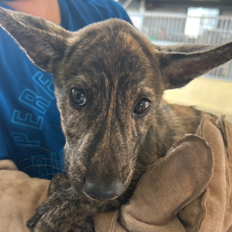 澎湖縣流浪動物收容中心,編號:423033, 混種犬          