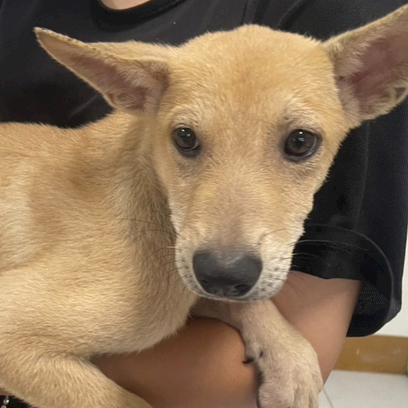 澎湖縣流浪動物收容中心,編號:426518, 混種犬          