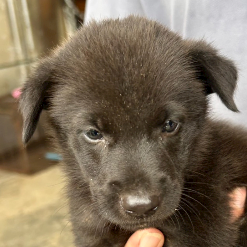 澎湖縣流浪動物收容中心,編號:418917, 混種犬          