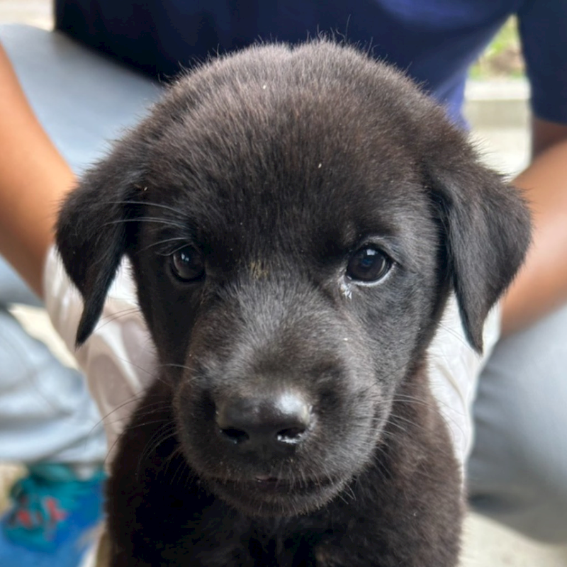 澎湖縣流浪動物收容中心,編號:418915, 混種犬          