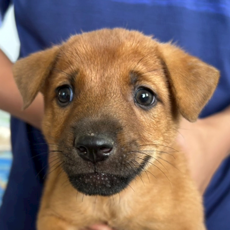 澎湖縣流浪動物收容中心,編號:417747, 混種犬          