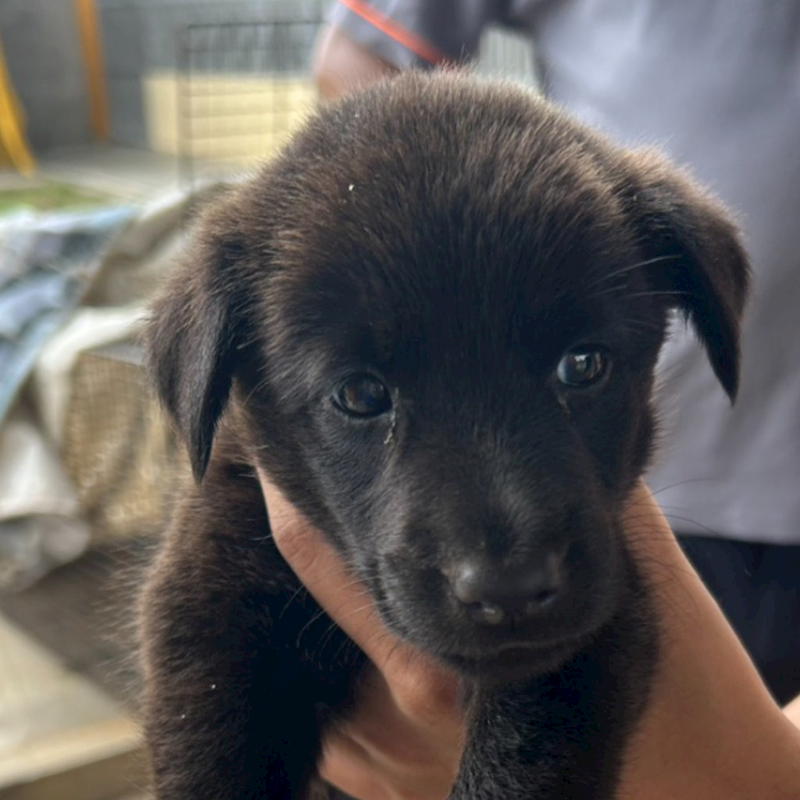 澎湖縣流浪動物收容中心,編號:418918, 混種犬          