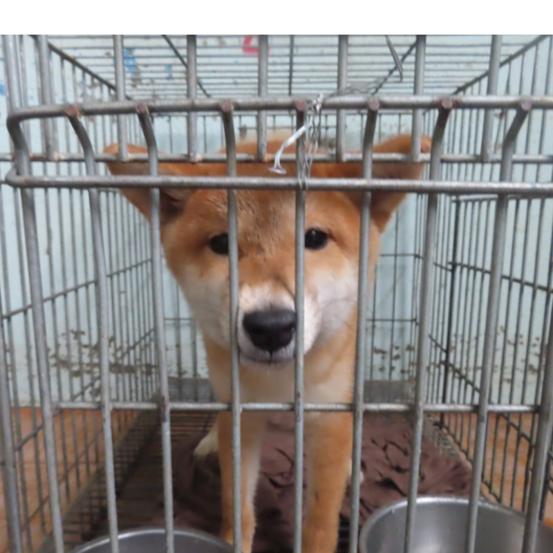 臺南市動物之家灣裡站,編號:382555, 柴犬                  