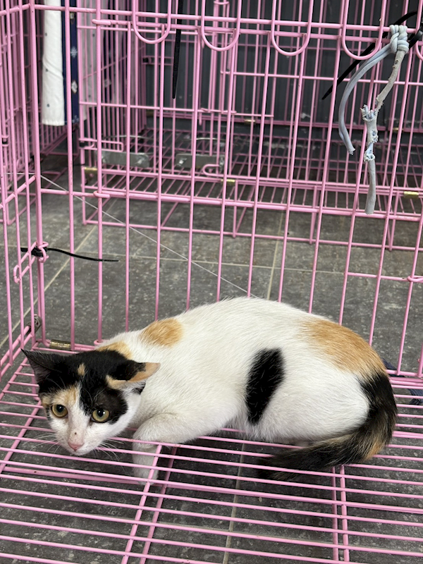 臺東縣動物收容中心,編號:437143, 混種貓                 