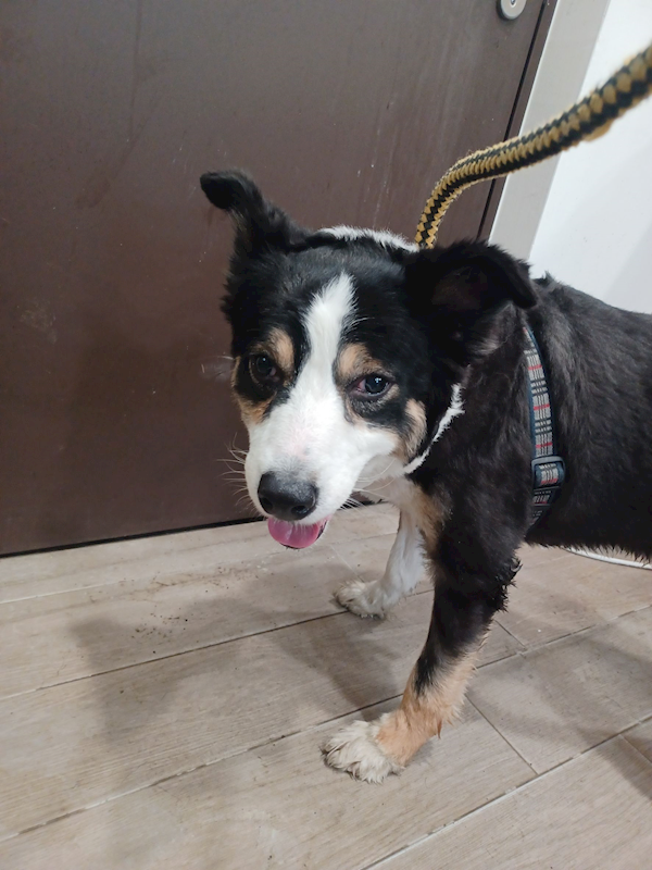 新北市中和區公立動物之家,編號:437117, 邊境牧羊犬