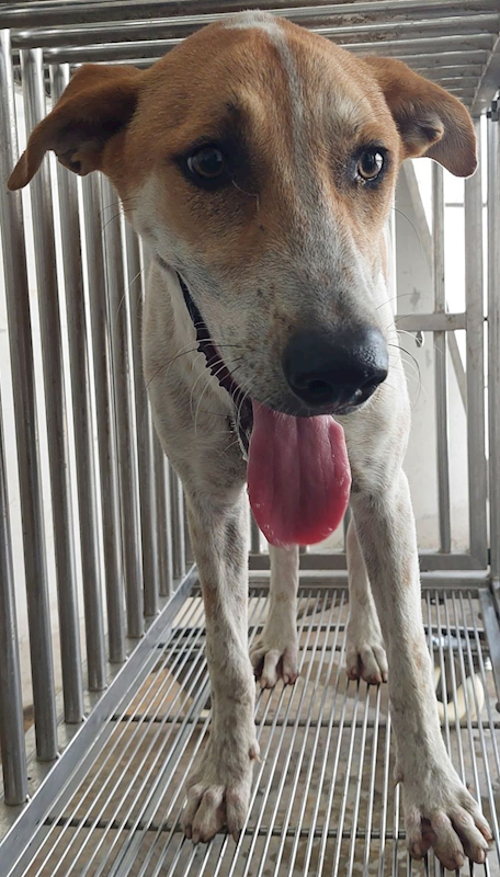 花蓮縣狗貓躍動園區,編號:413017, 混種犬          