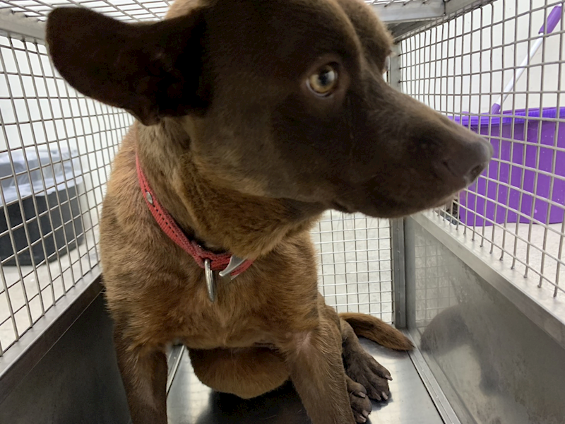 臺北市動物之家,編號:431849, 混種犬          