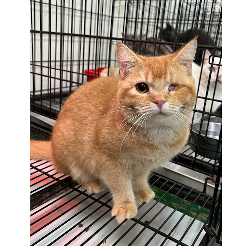 彰化縣流浪狗中途之家,編號:431906, 英國短毛貓               