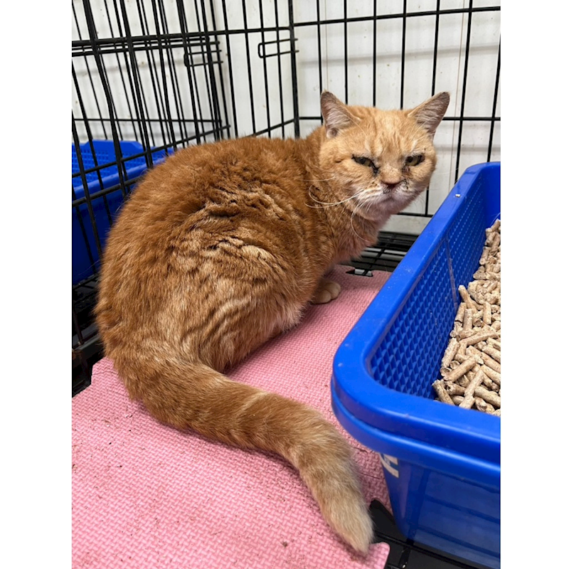 彰化縣流浪狗中途之家,編號:431866, 曼赤肯貓