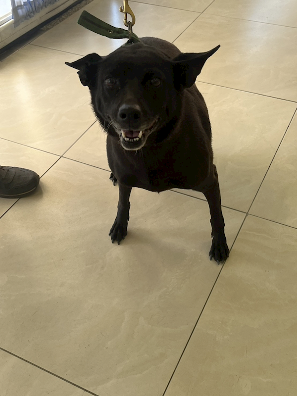 金門縣動物收容中心,編號:436863, 混種犬          