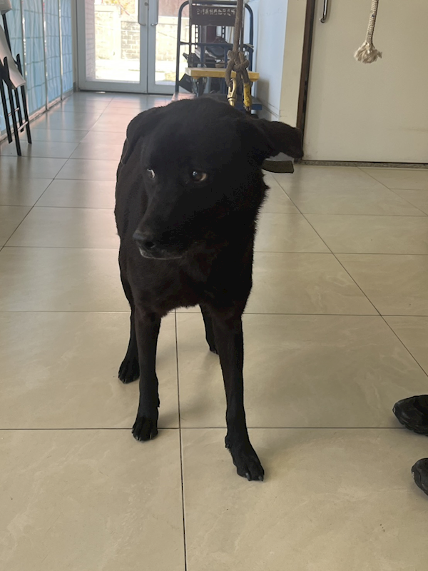 金門縣動物收容中心,編號:436862, 混種犬          