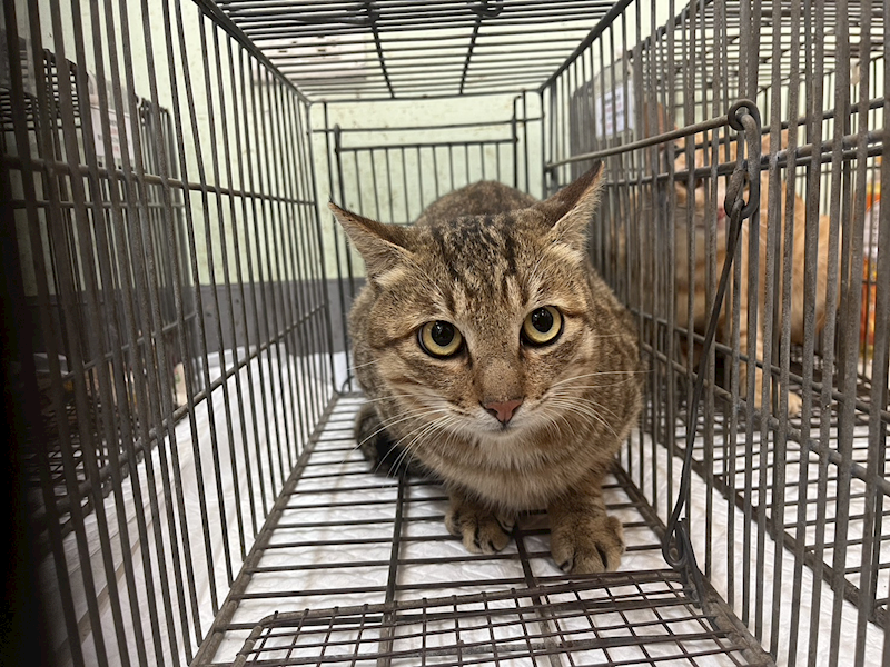 金門縣動物收容中心,編號:436864, 混種貓                 