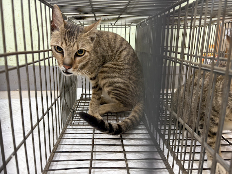 金門縣動物收容中心,編號:436806, 混種貓                 