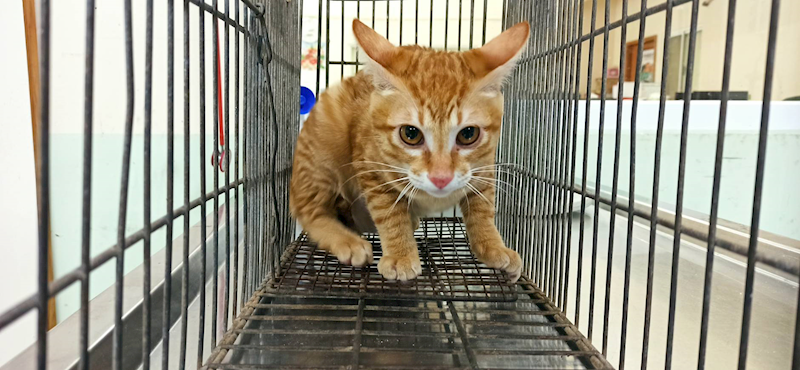 金門縣動物收容中心,編號:436809, 混種貓                 