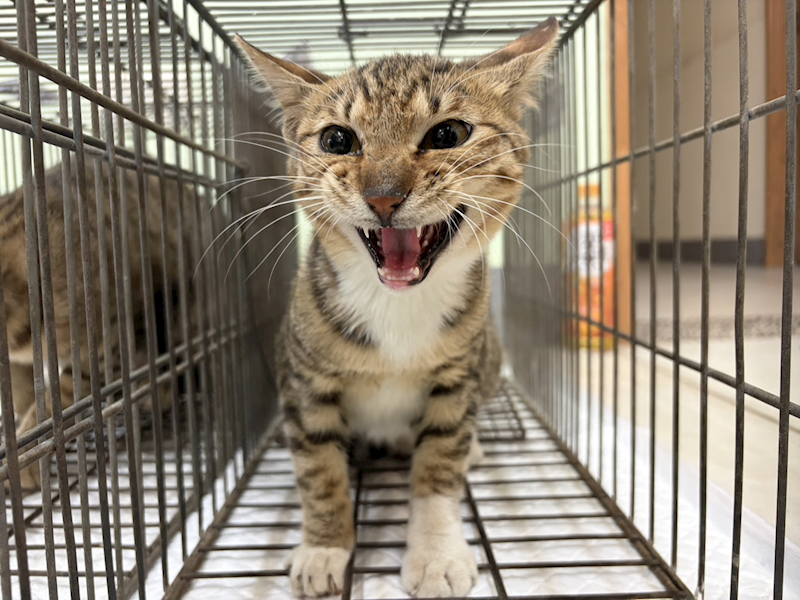 金門縣動物收容中心,編號:436805, 混種貓                 