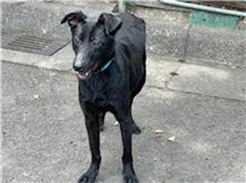 臺北市動物之家,編號:61294, 混種犬          