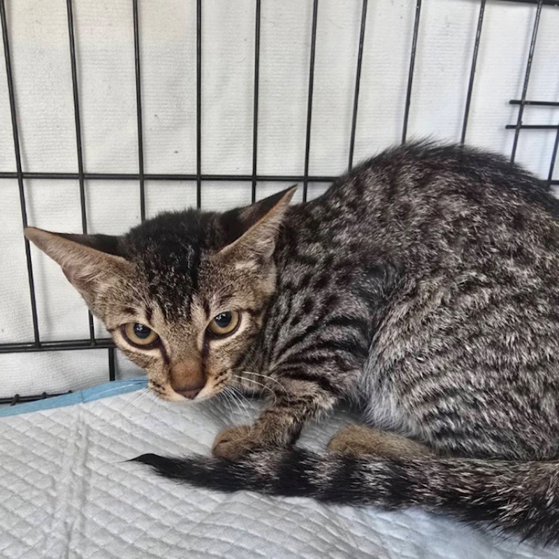 臺北市動物之家,編號:419357, 混種貓                 