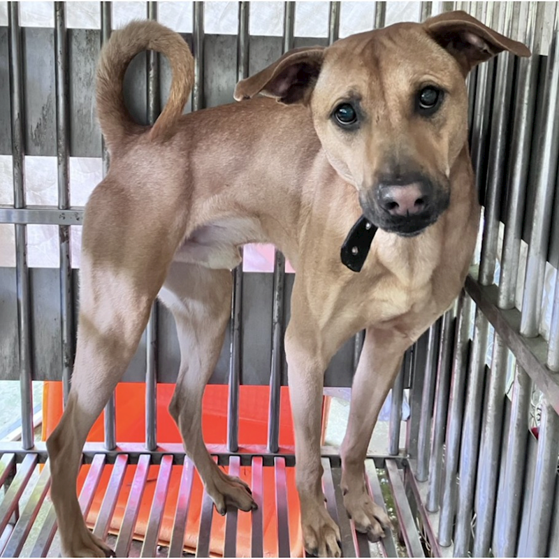 新北市新店區公立動物之家,編號:409542, 混種犬          