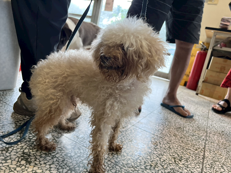 桃園市動物保護教育園區,編號:428789, 貴賓犬        