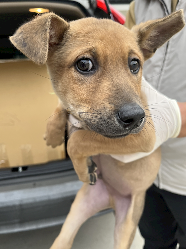 苗栗縣動物保護教育園區,編號:437233, 混種犬          