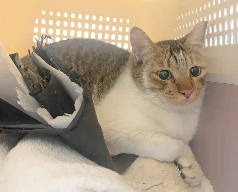 臺北市動物之家,編號:437200, 混種貓                 