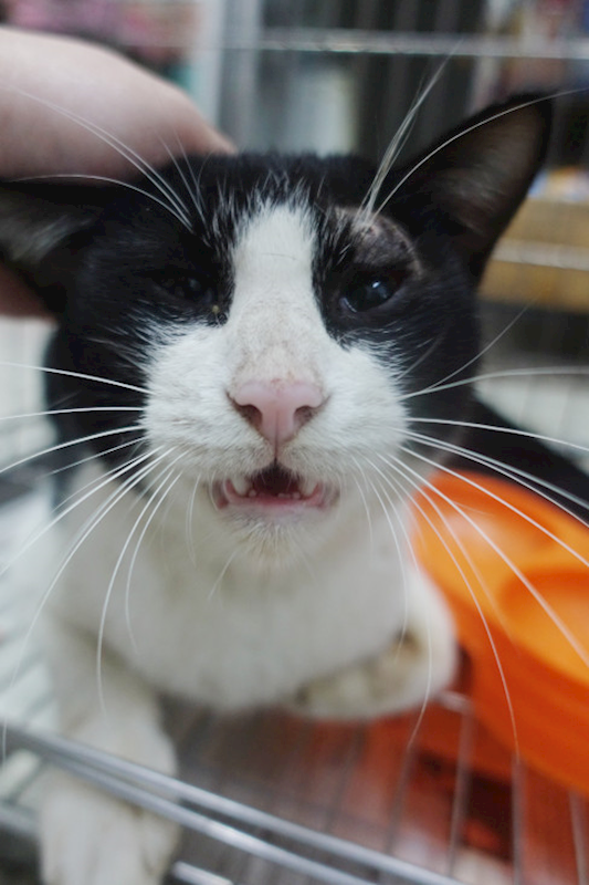 宜蘭縣流浪動物中途之家,編號:437190, 混種貓                 