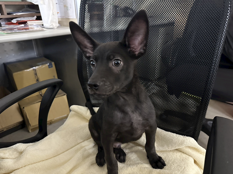臺北市動物之家,編號:427068, 混種犬          