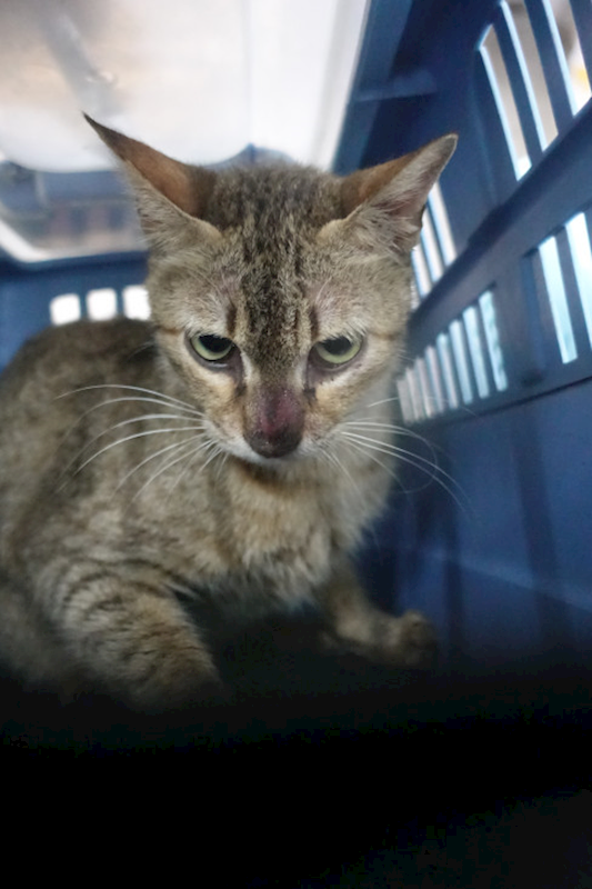 宜蘭縣流浪動物中途之家,編號:437180, 混種貓                 