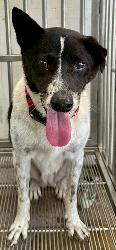 花蓮縣狗貓躍動園區,編號:424877, 混種犬          