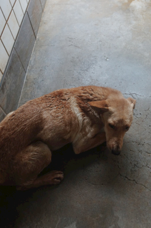宜蘭縣流浪動物中途之家,編號:436568, 混種犬          