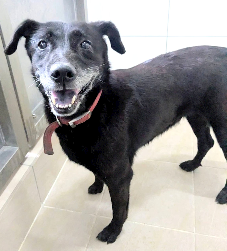 新竹縣動物保護教育園區,編號:437168, 混種犬          