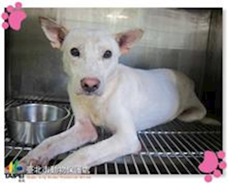 臺北市動物之家,編號:31397, 混種犬          