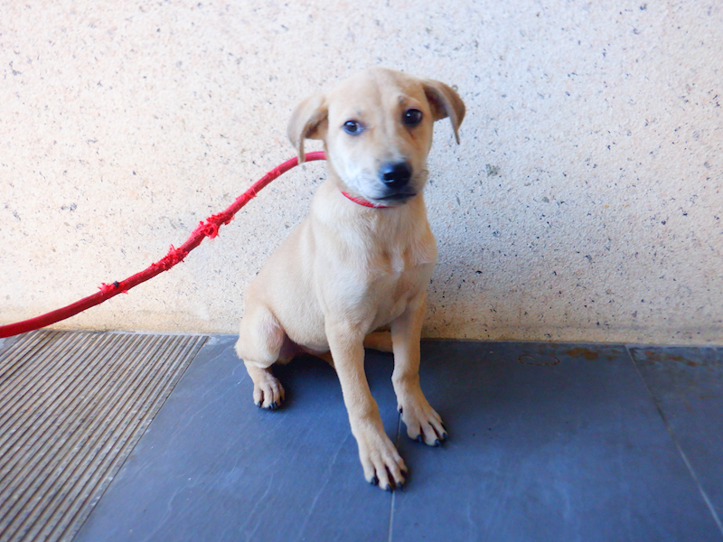 南投縣公立動物收容所,編號:437292, 混種犬          