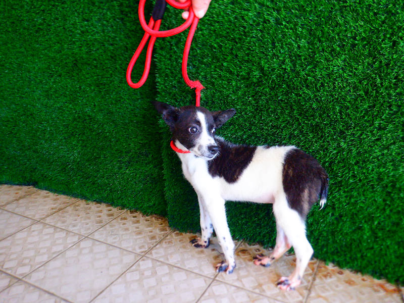 南投縣公立動物收容所,編號:437291, 混種犬          